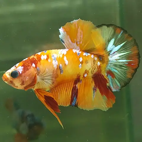 Khám Phá Vẻ Đẹp Rực Rỡ Qua Ảnh Cá Betta Koi ảnh cá betta koi