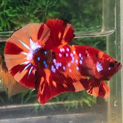 ảnh cá betta koi ảnh cá betta koi