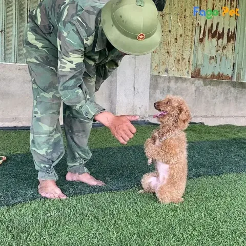 Ảnh Chó Poodle Đáng Yêu Và Tính Cách Thân Thiện Của Chúng Huấn luyện chó Poodle hiệu quả