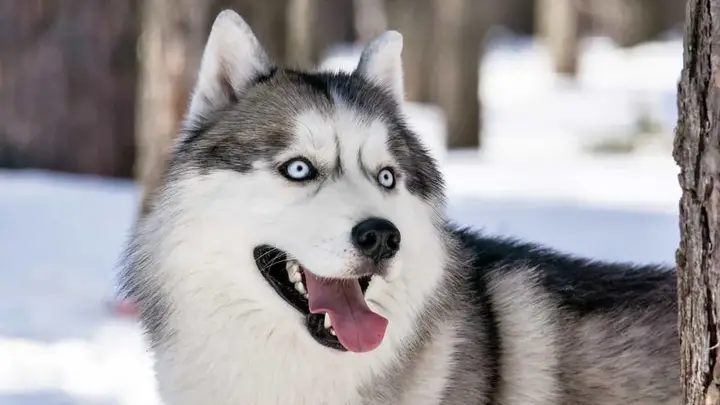 Ảnh Nền Chó Husky Ngáo: Nguồn Cảm Hứng Vui Nhộn Cho Mọi Thiết Bị Ảnh Nền Chó Husky Ngáo: Nguồn Cảm Hứng Vui Nhộn Cho Mọi Thiết Bị