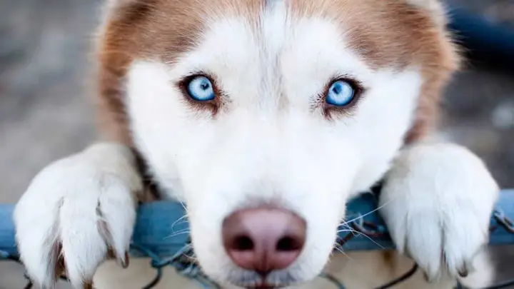 Ảnh Nền Chó Husky Ngáo: Nguồn Cảm Hứng Vui Nhộn Cho Mọi Thiết Bị ảnh nền chó husky ngáo
