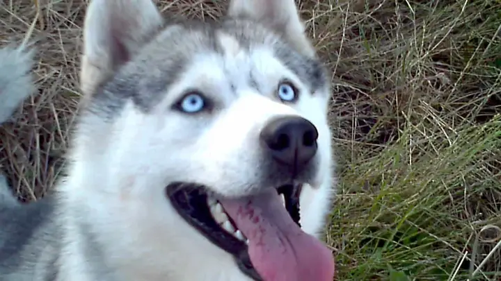 Ảnh Nền Chó Husky Ngáo: Nguồn Cảm Hứng Vui Nhộn Cho Mọi Thiết Bị ảnh nền chó husky ngáo
