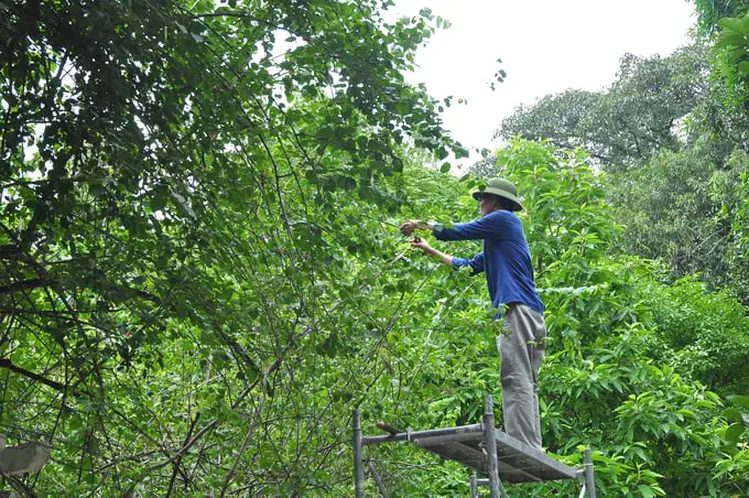 ao cá trong vườn ao cá trong vườn