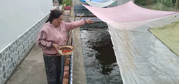 ao nuôi cá rô đồng ao nuôi cá rô đồng