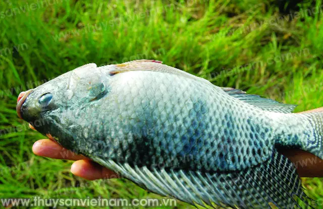 ao nuôi cá rô phi ao nuôi cá rô phi