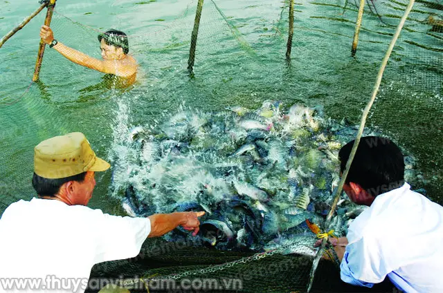 ao nuôi cá rô phi ao nuôi cá rô phi