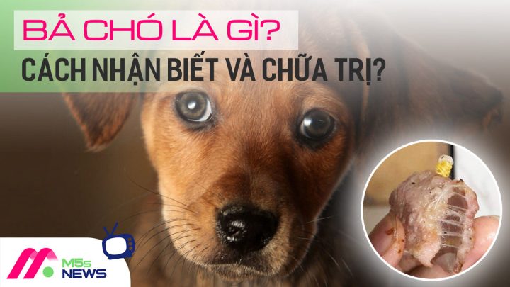 Bả Chó Là Gì? Tác Dụng, Nguyên Liệu Và Cách Làm Tại Nhà Bả Chó Là Gì? Tác Dụng, Nguyên Liệu Và Cách Làm Tại Nhà