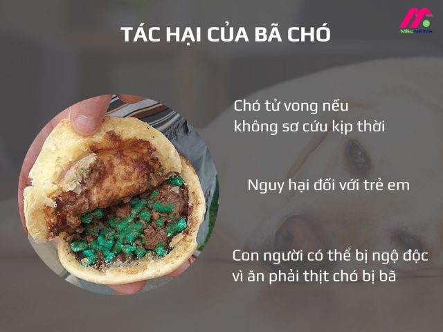 Bả Chó Là Gì? Tác Dụng, Nguyên Liệu Và Cách Làm Tại Nhà Lợi ích sức khỏe của bả chó