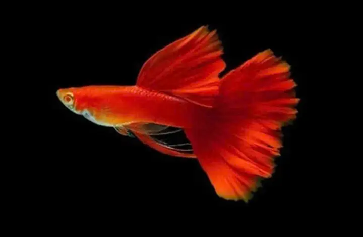 bán cá bảy màu full red hà nội