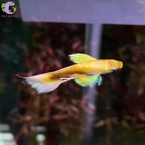 bán cá bảy màu guppy