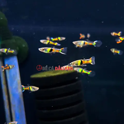 bán cá bảy màu rừng