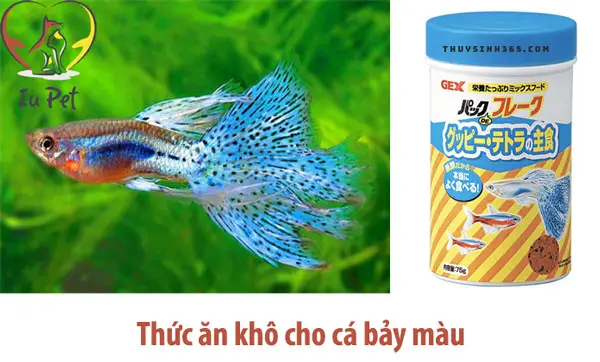 bán cá bảy màu thủ đức