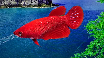 Tất tần tật về Cá Betta Mái: Mua ở đâu, Giá bao nhiêu, Cách chọn bán cá betta mái