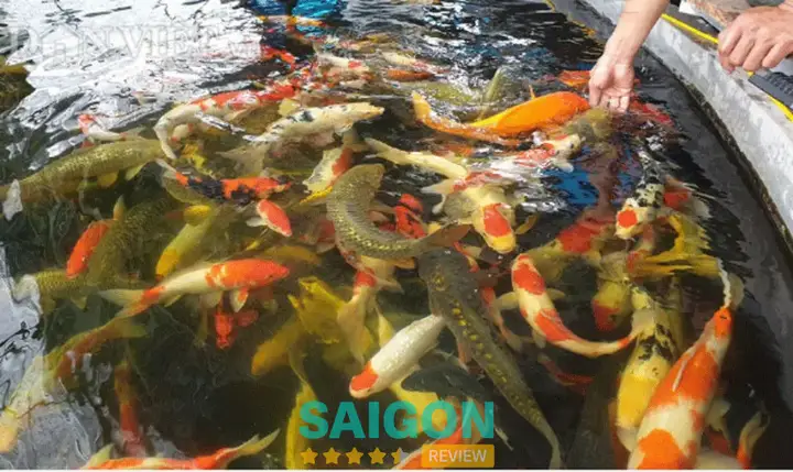 bán cá koi thủ đức bán cá koi thủ đức
