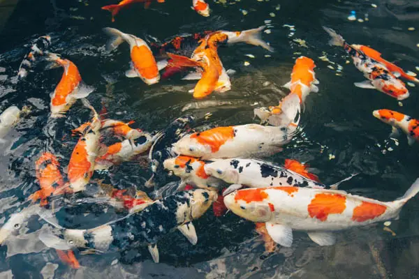 bán cá koi trung quốc bán cá koi trung quốc
