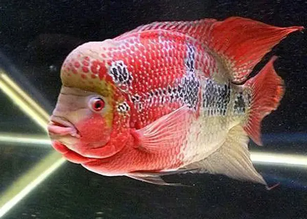 bán cá la hán thái đỏ bán cá la hán thái đỏ