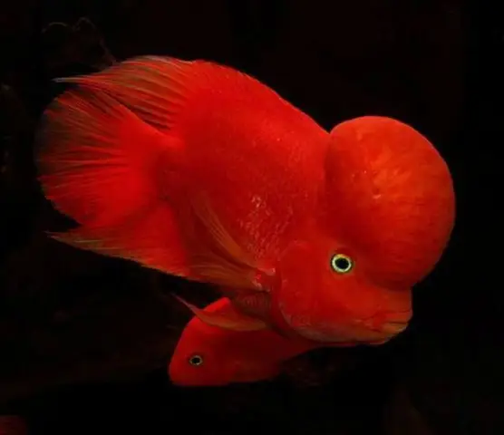 bán cá la hán thái đỏ bán cá la hán thái đỏ
