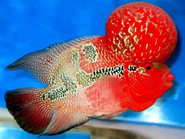 bán cá la hán thái đỏ bán cá la hán thái đỏ