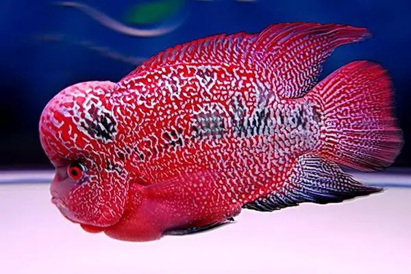bán cá la hán thái đỏ bán cá la hán thái đỏ