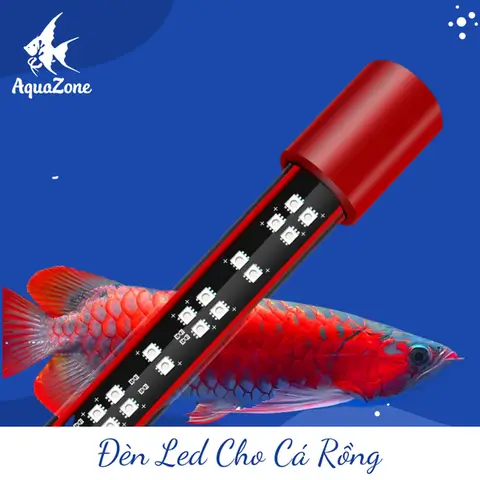 Kinh nghiệm chọn đèn LED bể cá rồng bền đẹp, giá tốt bán đèn led cho bể cá rồng