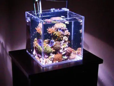 bán hồ cá biển mini bán hồ cá biển mini