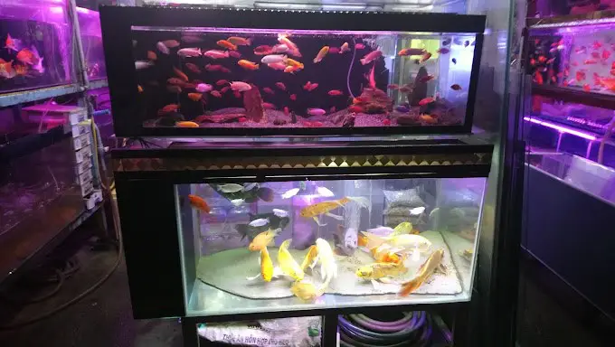 bán hồ cá cũ ở bình dương bán hồ cá cũ ở bình dương