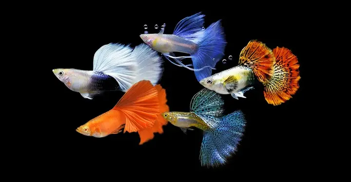bán sỉ cá bảy màu bán sỉ cá bảy màu