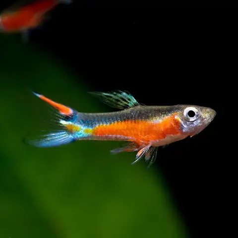 bán sỉ cá bảy màu bán sỉ cá bảy màu