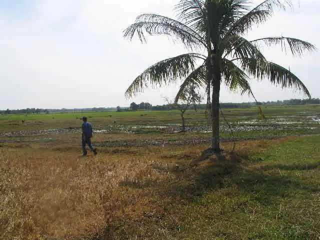 bắt cá lia thia ở đâu bắt cá lia thia ở đâu