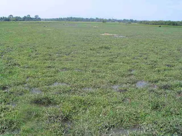 bắt cá lia thia ở đâu bắt cá lia thia ở đâu