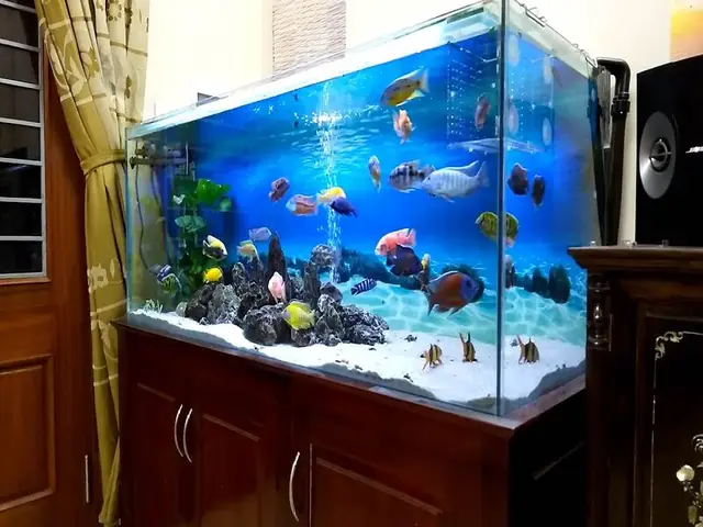 bể cá ali đẹp bể cá ali đẹp