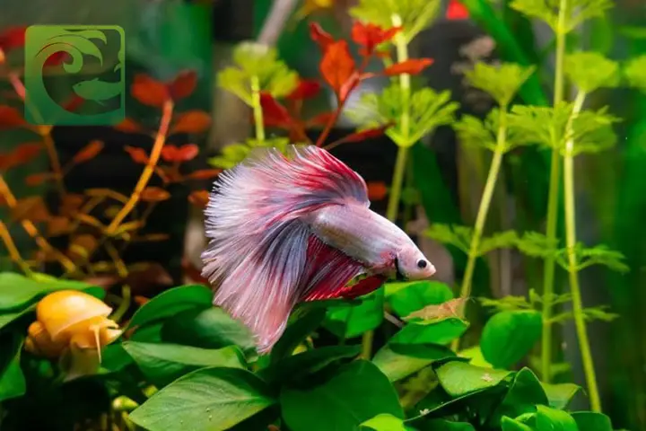bể cá betta đẹp bể cá betta đẹp