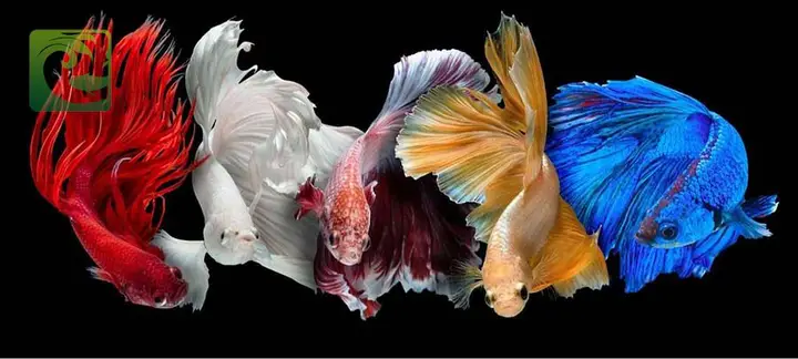 Top 5 Mẫu Bể Cá Betta Đẹp Cho Người Mới Bắt Đầu bể cá betta đẹp