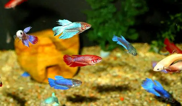 bể cá betta thủy sinh bể cá betta thủy sinh