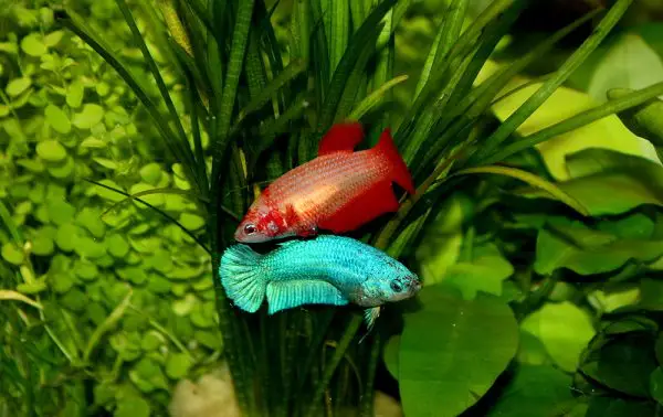 bể cá betta thủy sinh bể cá betta thủy sinh