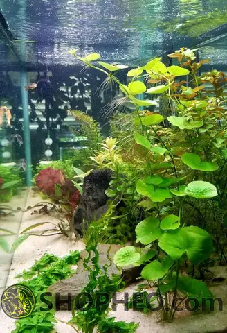 bể cá chọi mini bể cá chọi mini