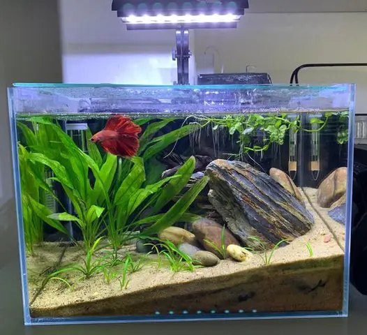 bể cá chọi mini bể cá chọi mini