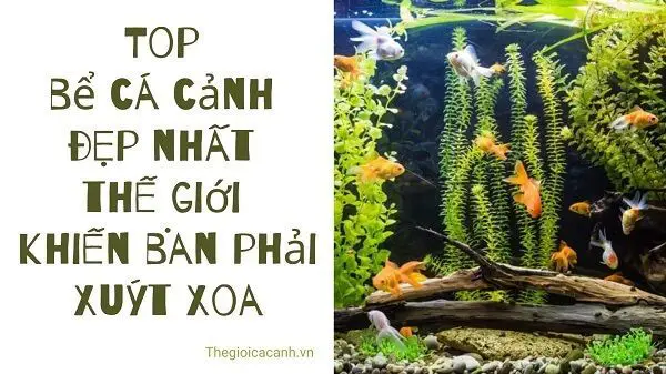 bể cá đẹp nhất thế giới bể cá đẹp nhất thế giới