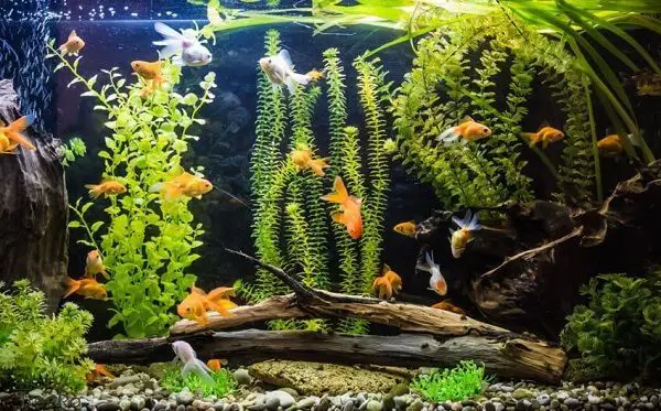 bể cá đẹp nhất thế giới bể cá đẹp nhất thế giới