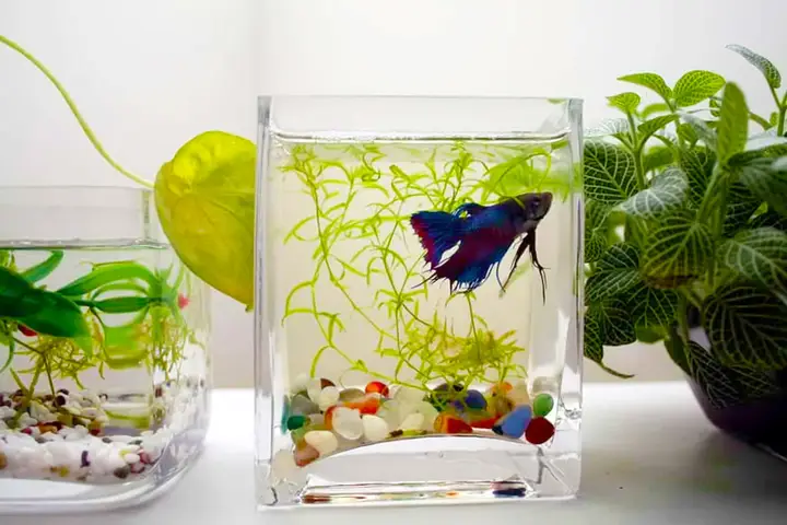 bể cá mini hình trụ bể cá mini hình trụ