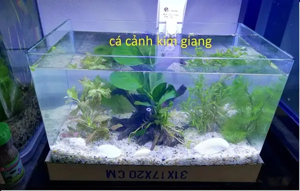 bể cá mini trung quốc bể cá mini trung quốc