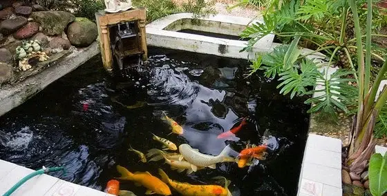 bể cá nhỏ ngoài trời bể cá nhỏ ngoài trời