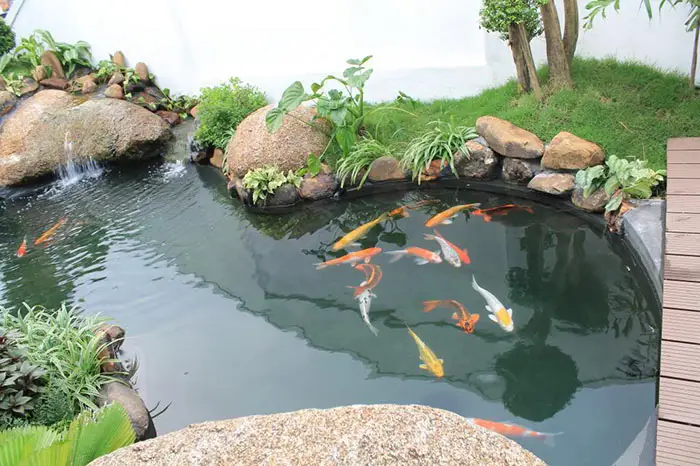 bể cá nhỏ ngoài trời bể cá nhỏ ngoài trời
