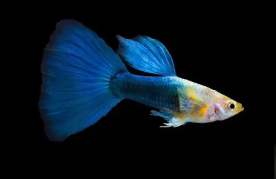 bể xi măng nuôi cá cảnh bể xi măng nuôi cá cảnh