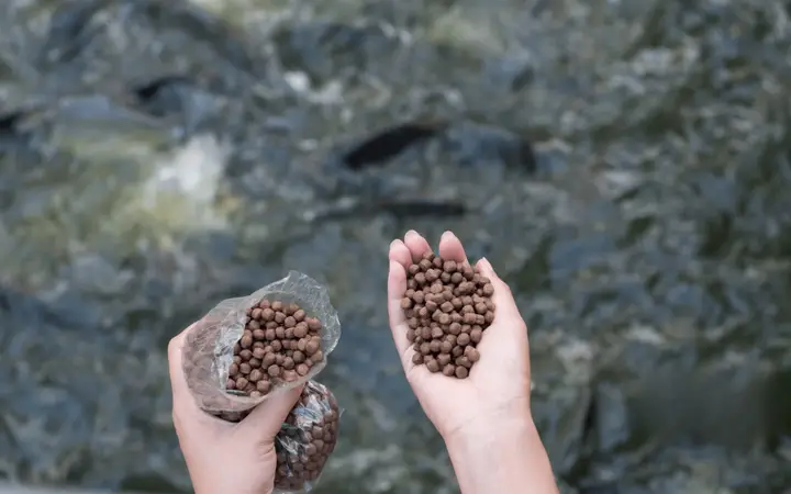 bệnh đường ruột ở cá cảnh bệnh đường ruột ở cá cảnh