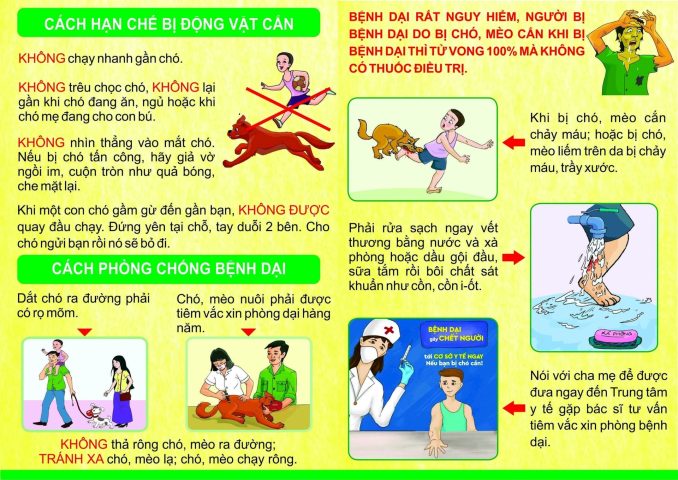 Bị Chó Cắn Nên Làm Gì? Hướng Dẫn Xử Lý Vết Thương Và Tiêm Phòng Bệnh Dại Các biện pháp phòng ngừa sau khi bị chó cắn