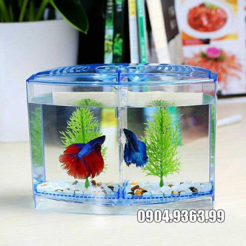 Bể Nuôi Cá Betta: Hướng Dẫn Chọn Và Chăm Sóc Đúng Cách Bể Nuôi Cá Betta: Hướng Dẫn Chọn Và Chăm Sóc Đúng Cách