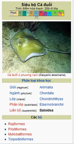 bộ cá đuối điện bộ cá đuối điện