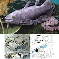 bộ cá vây tay bộ cá vây tay