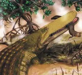 bộ cá vây tay bộ cá vây tay
